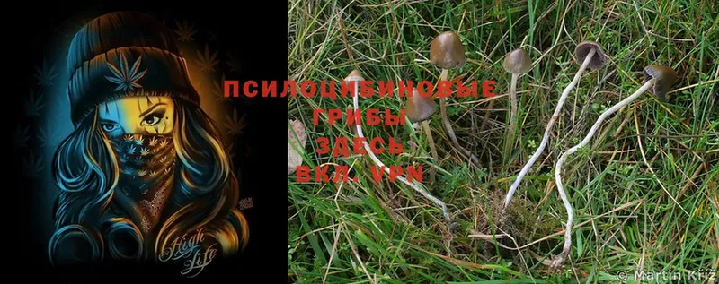 кракен ссылки  Осташков  Галлюциногенные грибы Psilocybe 